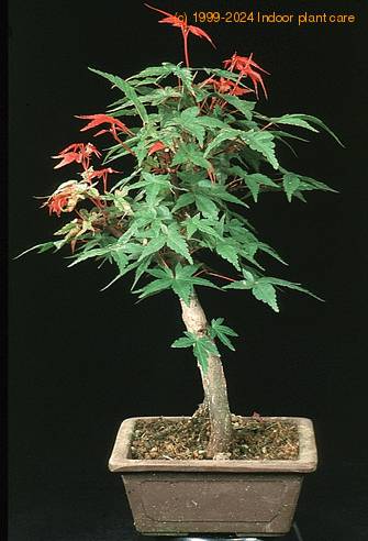 Acer palmatum diskoyio 2628