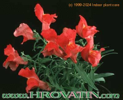 Antirrhinum 1976