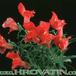 Antirrhinum 1976