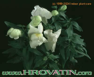 Antirrhinum 1977