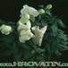 Antirrhinum 1977