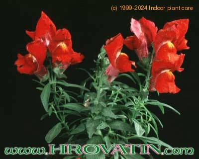 Antirrhinum 1978