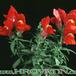 Antirrhinum 1978