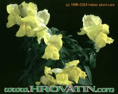 Antirrhinum 1979