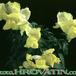 Antirrhinum 1979