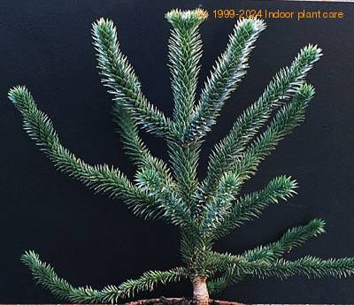 Araucaria araucana 1940