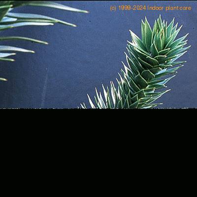 Araucaria araucana leaf 1941