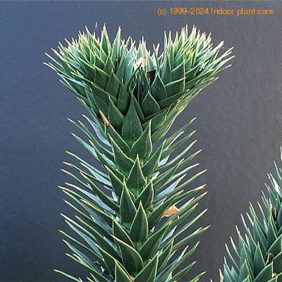 Araucaria araucana leaf 1942