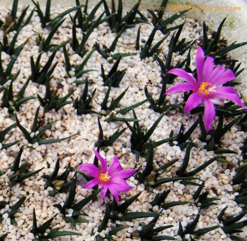 Ariocarpus agavoides PPoktober