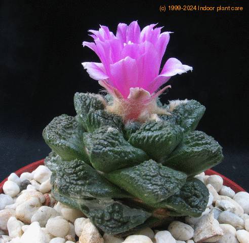 Ariocarpus fissuratus 4