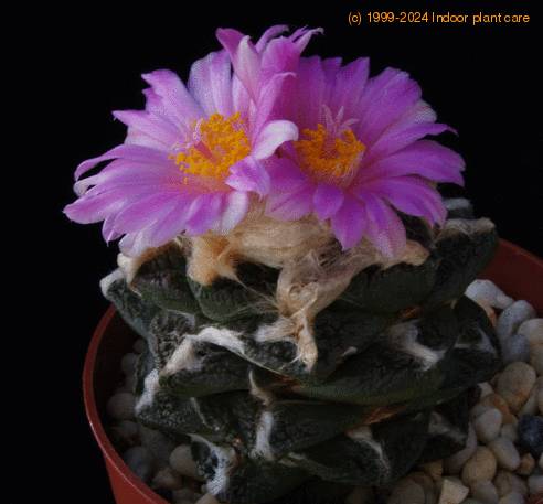 Ariocarpus fissuratus SIb