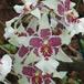 Bealleara tahoma flower