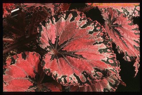 Begonia rex - hybrid 1950