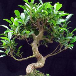 download free indoor plant tree