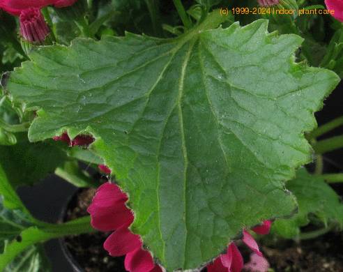 Cineraria sp SIl