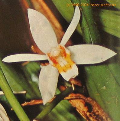 Coelogyne species coelogyne sp k