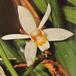 Coelogyne species coelogyne sp k