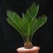 Cycas