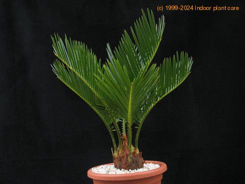 Cycas