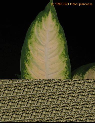 Dieffenbachia Camilla Dumb Cane Spotted Dumb Cane Gold Dieffenbachia Care