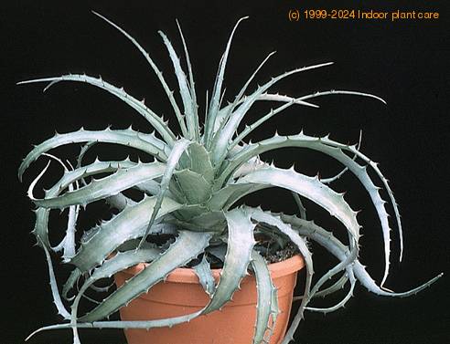 Dyckia rariflora 2505