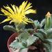 Faucaria lupina1