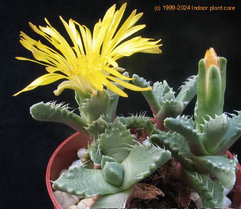 Faucaria lupina1