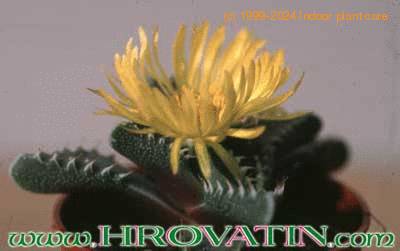 Faucaria tigrina 1517