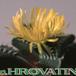 Faucaria tigrina 1517