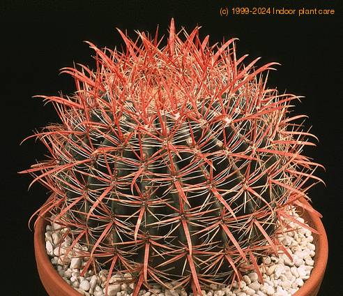 Indoor Bonsai Tree on Ferocactus Stainesii   Ferocactus Stainesii V  Pringlei Care