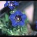 Gentiana acaulis  2075