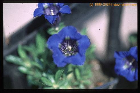 Gentiana acaulis  2075