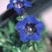 Gentiana acaulis SIb