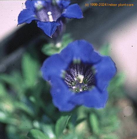 Gentiana acaulis SIb