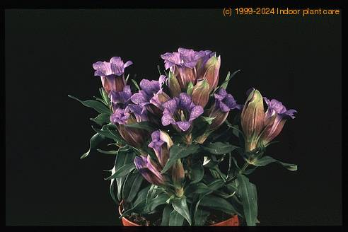 Gentiana scabra 2029