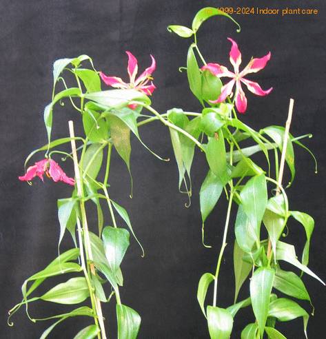 Gloriosa superba SIb