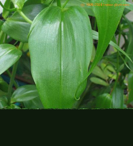 Gloriosa superba SIl