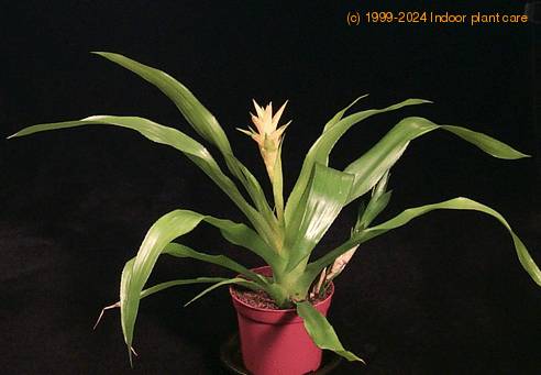 Guzmania hybrid -Gwendolin- 2