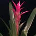 Guzmania hybrid -Luna-