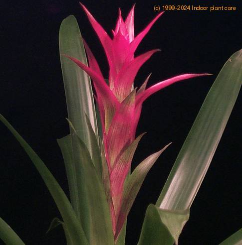 Guzmania hybrid -Luna-