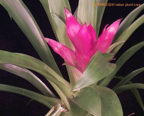 Guzmania hybrid -Minor- 1