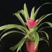 Guzmania hybrid -Minor- 2