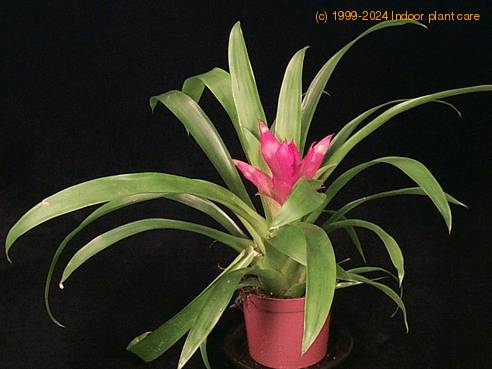 Guzmania hybrid -Minor- 2