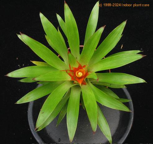 Guzmania min hybrid