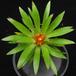 Guzmania min hybrid