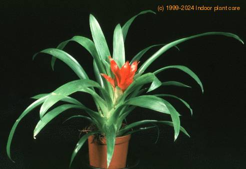 Guzmania minor -Rondo- 1987