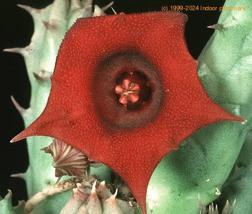 Huernia macrocarpa 1210