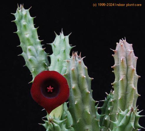 Huernia macrocarpa PP20107