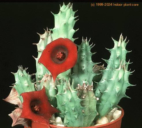 Huernia macrocarpa SIs