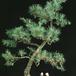 Larix decidua 2637